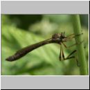Leptogaster cylindrica - Raubfliege 02.jpg